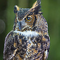 Great Horned Owl